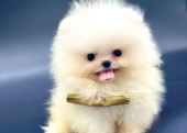 Teddy Face Boo Pomeranian